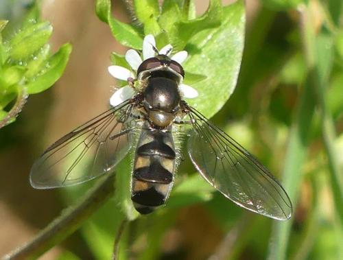 Meliscaeva auricollis